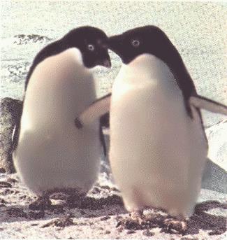 Penguin Power!